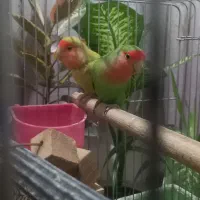 یک جفت طوطی برزیلی رخ هلوئی(دم کاربنی)|پرنده|کرمانشاه, |دیوار