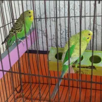 یه جفت مرغ عشق با قفس و جا دونی وآبخوری فقط ۳۰۰