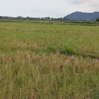 زمین کشاورزی|فروش زمین و ملک کلنگی|لوندویل, |دیوار