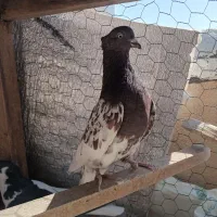 کبوتر|پرنده|آباده, |دیوار