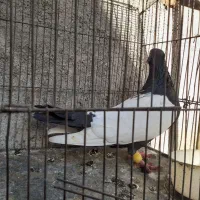 کبوتر|پرنده|مشهد, امیرآباد|دیوار