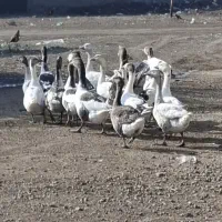 تعدادی بوقلمو و غاز محلی به فروش میرسد