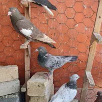 ماده رنگی|پرنده|شیراز, گل سرخ|دیوار