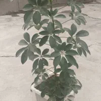 گل طبیعی