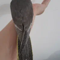 ۲عدد عروس خونگی میزون|پرنده|رشت, پاستوریزه|دیوار