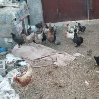 سلام وقت بخیر تعدادی مرغ محلی