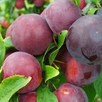 مرکز تخصصی نهال فروشی|خدمات باغبانی و درختکاری|ارومیه, |دیوار