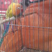 عروس هلندی|پرنده|سیرجان, |دیوار