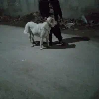 ماده افغان|سگ|نگین شهر, |دیوار