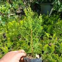 گل کامیس شمشاد افرا هورتانسیا