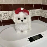 مالتیز فنجونی