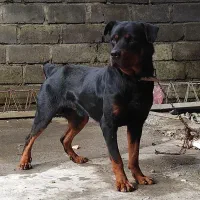 توله روتوایلر