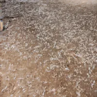 خریدار کود مرغ