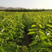 نهالستان صنوبر نهال