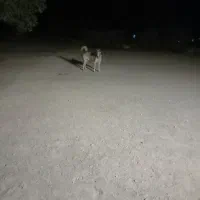 جهت نصل کشی سگ سرابی نر|سگ|جیرفت, |دیوار