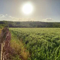 بذر یونجه