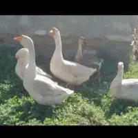 قوغاز و غاز محلی