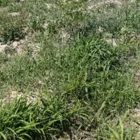 زمین-باغچه-شهریار-باغستان-شانزدهم