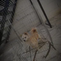 سگ پامرین نر