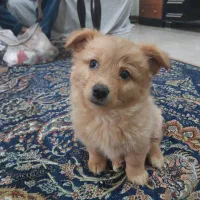 ۲ تا توله پسر اشپیتز ویکی ماده پامر