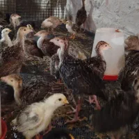 فروش یکجا۲۰تا۳۸ روز فقط و فقط۵۰۰ فروش فوری