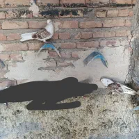 کبوتر پشتار|پرنده|خسروشاه, |دیوار