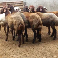 گوسفند نربره|حیوانات مزرعه|آق قلا, |دیوار