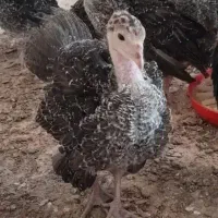 جوجه بوقلمون برنزه سینه پهن ۴۰روزه واکسن خورده