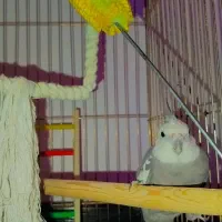 عروس هلندی نر با قفس