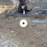 فروش سکه گله