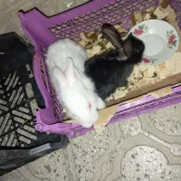 خرگوش