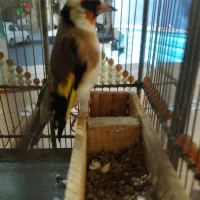 سهره نر دستی|پرنده|تبریز, |دیوار