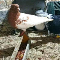 کله زرد+طوقی ماده