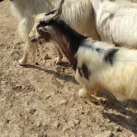 حیوان|حیوانات مزرعه|اهرم, |دیوار