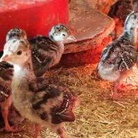 بوقلمون|حیوانات مزرعه|تربت‌حیدریه, ترمینال|دیوار