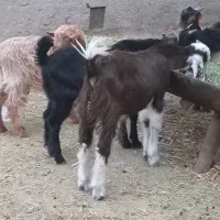 فروش4کهره نر ویک کهره ماده گله ای داشتی خوش خوراک