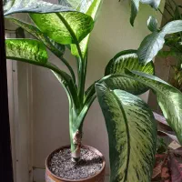 گل دیفن در پونک