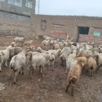 گوسفند بره دار