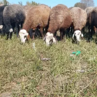 چهل راس گوسفند آبستن وبره دار جوان بالای ۸۰گیلو