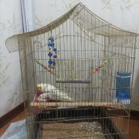 عروس هلندی باقفس|پرنده|کرج, پیشاهنگی|دیوار