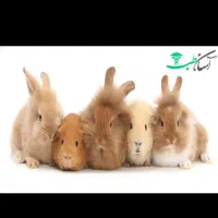 مجموعه جوندگان خانگی خرگوش مینی لوپ و خوکچه