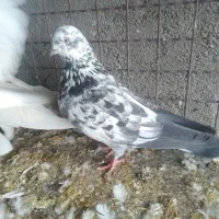 فروش کبوتر|پرنده|گرمسار, |دیوار