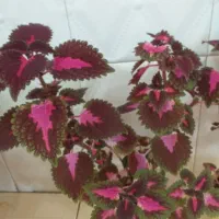 تعداد ۲عدد گل شاداب و خوش رنگ حسن یوسف (مخمل)