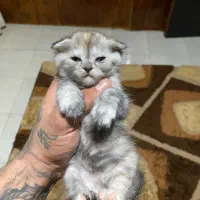 بیریتیش|گربه|نوشهر, |دیوار