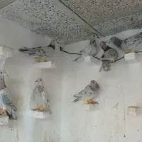 کبوتر|پرنده|قزوین, |دیوار