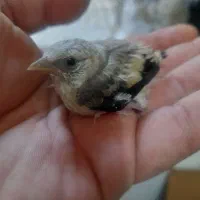 جوجه سهره سرلاکی|پرنده|اصفهان, برلیان|دیوار
