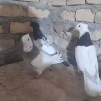 طوقی و سینه ای ۳تا باهم ۶۰۰