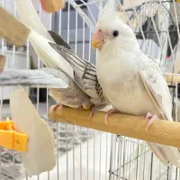 دو عددعروس هلندی البینو دستی و رام