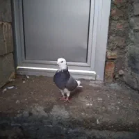 یه دونه کبوتر شازده ماده|پرنده|میاندوآب, |دیوار