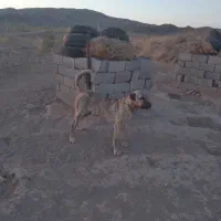 ماده سگ سرابی و سگ ۱۴ ماهه قفقازی